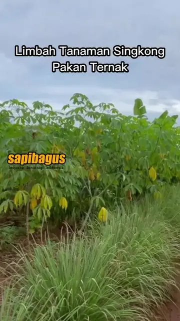 Limbah-Pakan-Ternak-Tanaman-Singkong